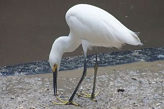 Egretta thula - Schmuckreiher